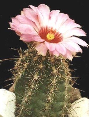 Thelocactus-bicolor-v