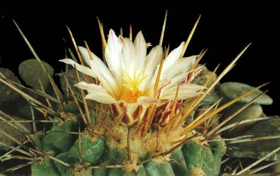 thelocactus-lophothele-v