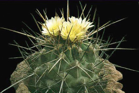 Thelocactus--nidulans - Plante Cactaceae