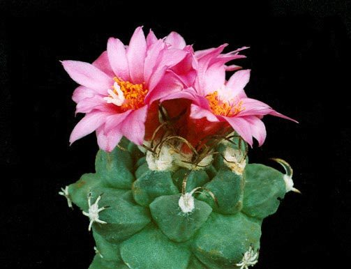 turbinicarpus-alonsoi