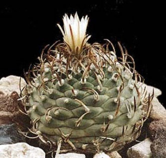 Turbinicarpus-klinkerianus