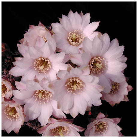 402aylostera_leucantha