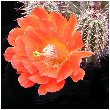 418echinocereus_weinbergii - Plante Cactaceae