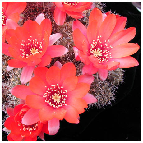 433aylostera_deminuta - Plante Cactaceae