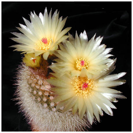 461notocactus_anthonianus_DVV188 - Plante Cactaceae