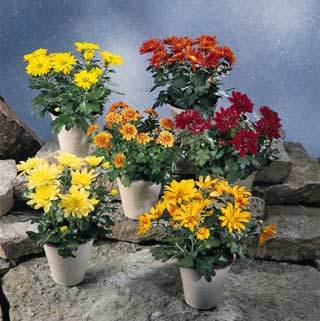 82a - Plante Chrysanthemum