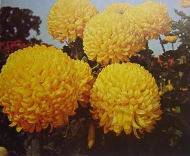 Chrysantheme indicum - Plante Chrysanthemum