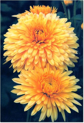 chrysanthemum1 - Plante Chrysanthemum