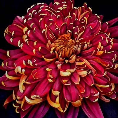 chrysanthemum4