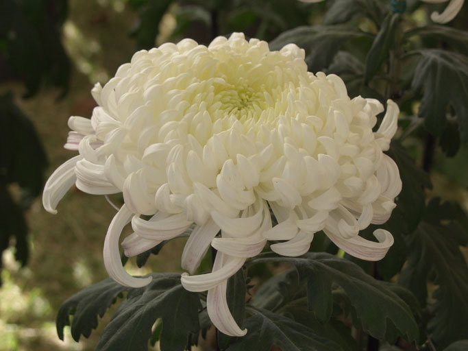 chrysanthemum9