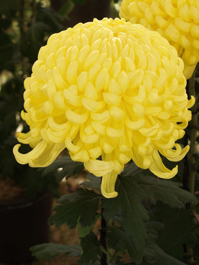 chrysanthemum13 - Plante Chrysanthemum