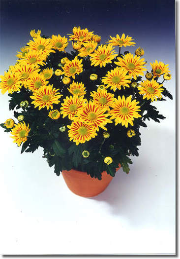 chrysanthemum indicum1 - Plante Chrysanthemum