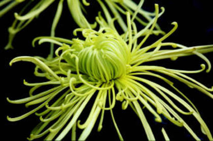 chrysanthemum spider