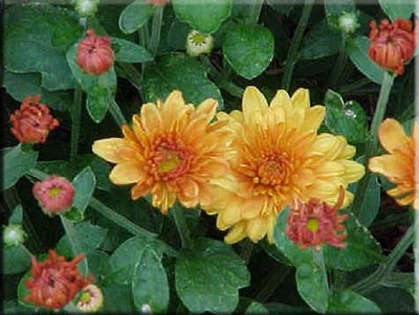 Chrysanthemum%20x%20grandiflorum - Plante Chrysanthemum