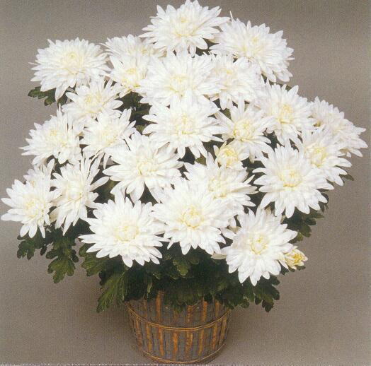 Olympia - Plante Chrysanthemum