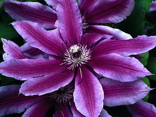 clematis_\'horst\'