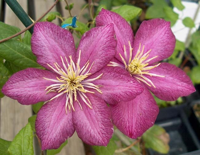 ville_de_lyon - Plante Clematis