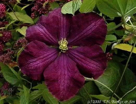 vit_etoile_violette - Plante Clematis