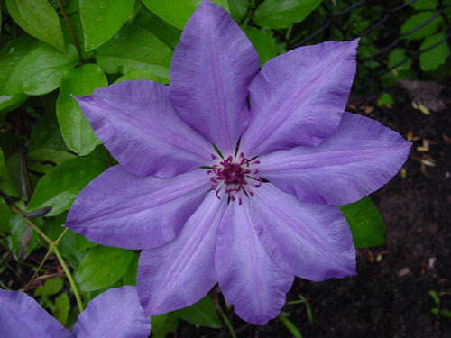 101-05-23 - Plante Clematis