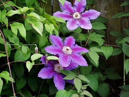 0711170618 - Plante Clematis