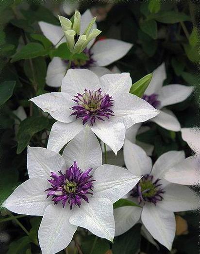 Capture_107 - Plante Clematis