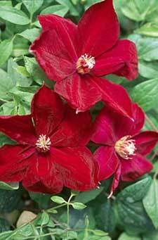 Clematis \'Allanah\'1