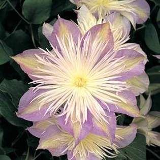 Clematis \'Crystal Fountain\' - Plante Clematis