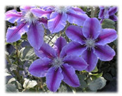 Clematis \'Dr Ruppel\' - Plante Clematis