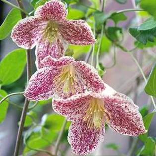 Clematis \'Freckles\'