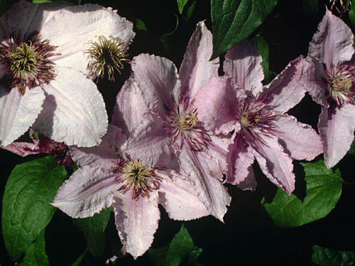 clematis \'Hagley Hybrid \'