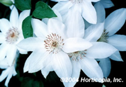 Clematis \'Henryi\' - Plante Clematis