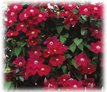 Clematis \'Rouge Cardinal\'