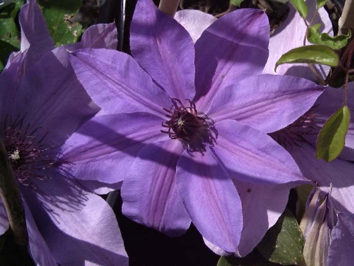 clematis_blue_ravine - Plante Clematis