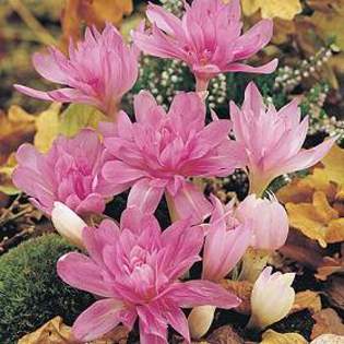 Colchicum Waterlily