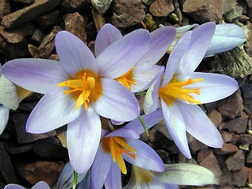 Crocus antalyensis1rev