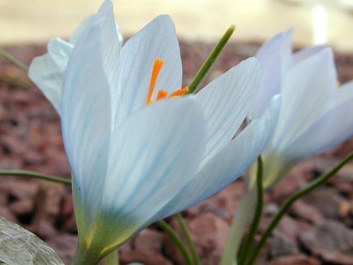 Crocus baytopiorum3