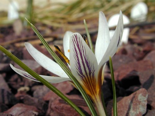Crocus biflorus isauricus2