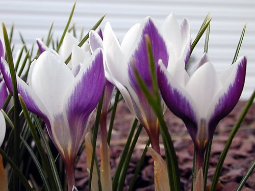 Crocus biflorus Weldenii