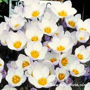 Crocus chrysanthus \'Blue Pearl\'