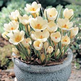 Crocus chrysanthus \'Cream Beauty\' 1