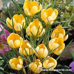 Crocus chrysanthus \'Romance\'
