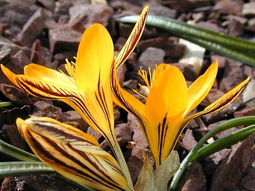 Crocus graveolens