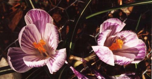 crocus j