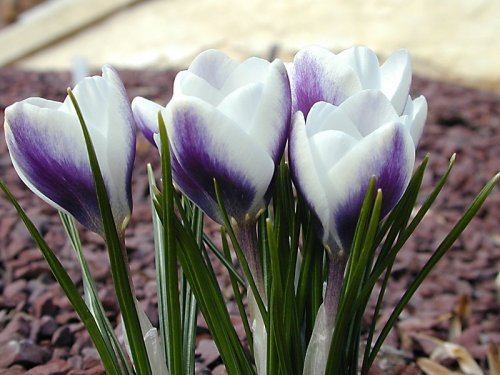 Crocus \'Prince Klaus\'
