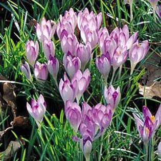Crocus tommasinianus Mixed