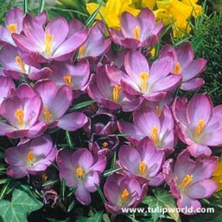Crocus tommasinianus \'Ruby Giant\'