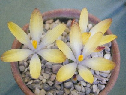 Crocus x Gotobergensis