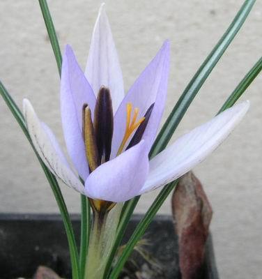 Crocus%20biflorus%20ssp%20nubigena - Plante Crocus