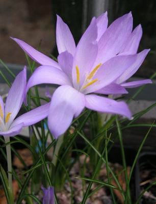 Crocus%20goulimyi