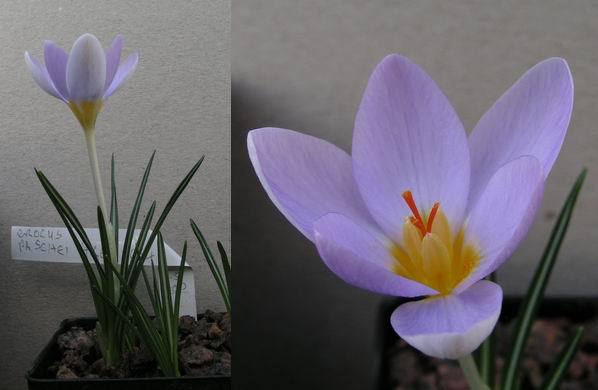 Crocus%20paschei